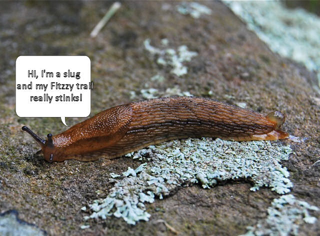 slug.jpg